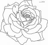 Rose Outline Drawing Realistic Roses Coloring Thorns Clipartix sketch template