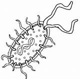 Bacterias Bacteria sketch template