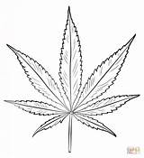 Leaf Coloring Pot Cannabis Drawing Pages Draw Weed Easy Drawings Simple Step Plants Tutorials Printable Marijuana Potleaf Leaves Marihuana Para sketch template