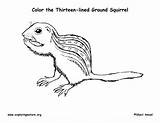 Squirrel Ground Coloring Lined Thirteen Exploringnature sketch template