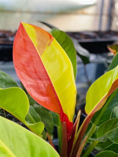philodendron red moon variegation variegated plants philodendron
