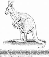 Kangaroo Wallaby Doverpublications Mammals Dover sketch template