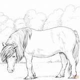 Coloring Shetland Pony Pages sketch template