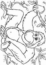 Orang Orangutan Orango Colorare Disegni Malvorlage Oetans Ausmalbilder Schulbilder Educolor sketch template