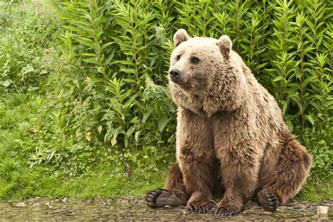 Kodiak Bear Facts Critterfacts