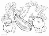 Squash Plants Zucchini Coloring Vegetables Colorator Pages sketch template