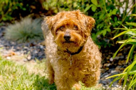yorkie poo yorkshire terrier poodle mix info pictures care