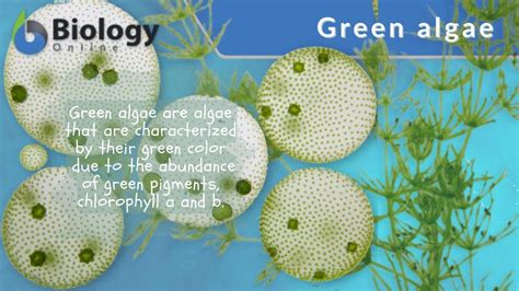 green algae definition  examples biology  dictionary