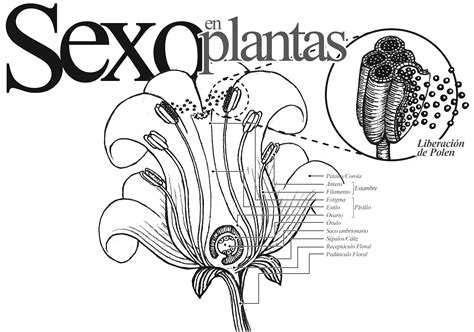 sexo en plantas dirección de comunicación de la ciencia