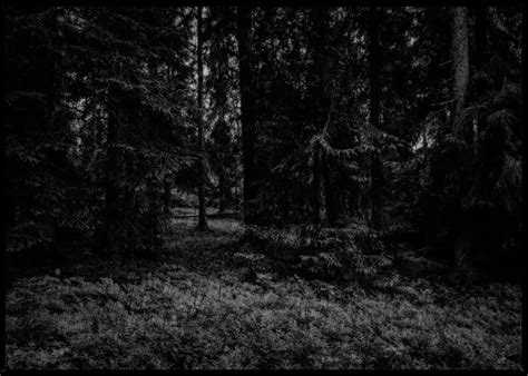 dark forest rene timmermans photography