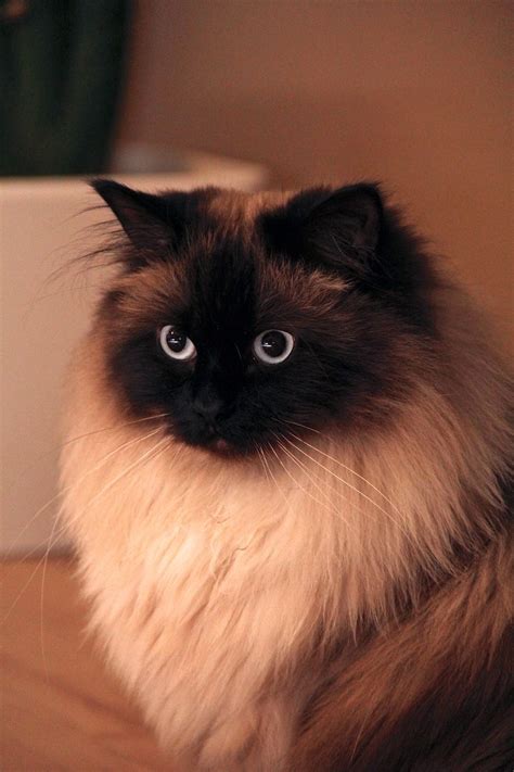 Himalayan Cats The Hypoallergenic Breed Catsinfo