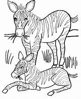 Coloring Pages Zebra Wild Baby Animals Animal Mother Colouring Printable Print Clipart Kids Honkingdonkey Flower Color Sheets Gif Wallpaper Activity sketch template