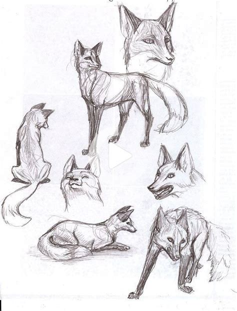 easy animal sketch drawing information ideas animal