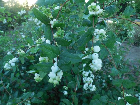 symphoricarpos alba snowberry   brooks tree farm