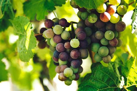 grow seedless grapes food gardening network