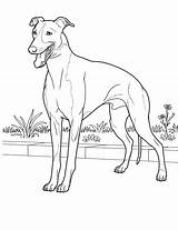 Pages Coloring Whippet Getcolorings Dog sketch template
