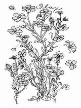 Bw Botanical Flax Coloring sketch template
