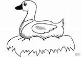 Coloring Duck Nest Pages Ducks Drawing Printable Supercoloring sketch template