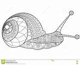 Lumaca Snail Adulti Vettore Coloritura Zentangle Caracoles Snails Lines Negro sketch template