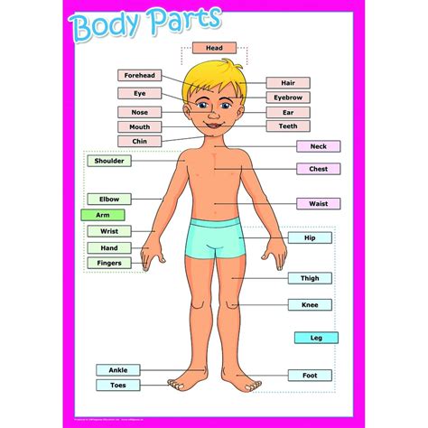 picture parts   body body parts part worksheet clipart kids cliparts human language clip