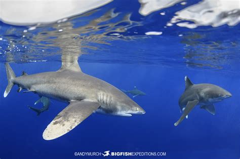 oceanic whitetip shark diving trip big fish expeditions