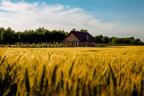picture farmland farm farmhouse farming agriculture wheatfield idyllic landscape
