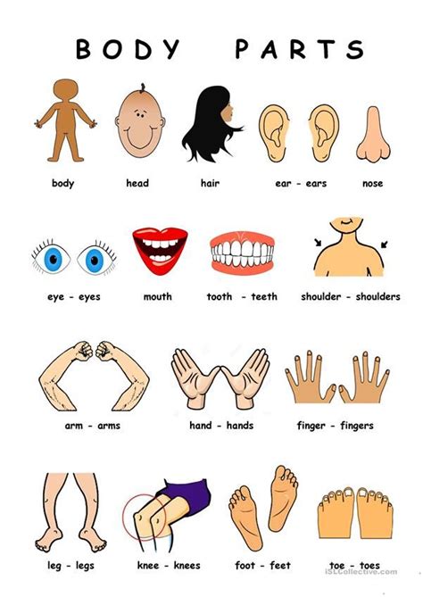 hein  listes de body parts worksheet preschool worksheets lesson