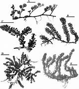 Caulerpa Morphological Racemosa Peltata Taxa Discussed sketch template