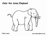 Elephant Coloring Asian Indian Elephants Pdf Graphics sketch template