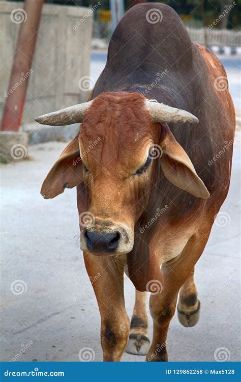 breeds  zebu cattle stock photo image  gown hamlet