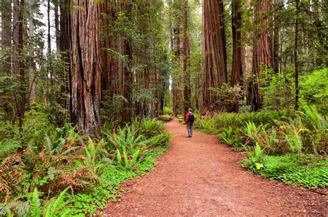 redwood national  state parks california recreationgov