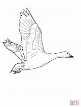 Goose Coloring Pages Flying Drawing Geese Printable Oie Nene Baby Color Qui Neiges Des Getcolorings Drawings Paintingvalley Popular Print Comments sketch template