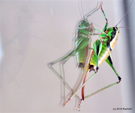 dsc greek predatory bush cricket saga hellenica  flickr