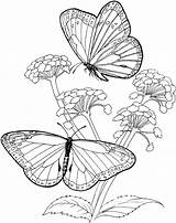 Coloring Butterfly Pages Adult Butterflies Adults Colouring Printable Coloriage Print Papillon Book sketch template