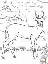 Deer Whitetail Tailed Elk sketch template