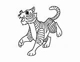 Coloring Tiger Bengal Coloringcrew Baby Dibujo Colorear sketch template
