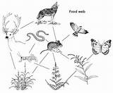 Food Web Coloring Sheet Wolf Chains Illustration Grey Index Visit sketch template