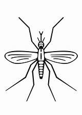 Mosquito Coloring Large sketch template