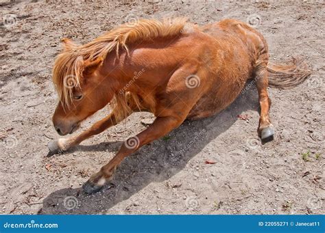 horse sitting stock image image