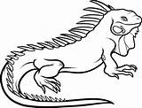 Iguana Drawing Coloring Pages Outline Clipart Printable Colouring Kids Animal Color Cliparts Printablecolouringpages Print Getdrawings Clipartmag sketch template