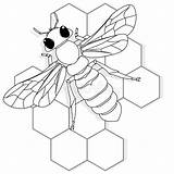 Honeycomb Abeja Colorear Miel Panal sketch template