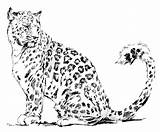 Leopardo Léopard Guepard Precious Guépard Authentique sketch template