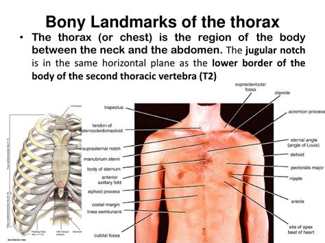 surface anatomy  thorax