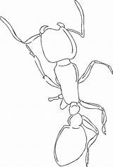 Ant Coloring Pages Ants Kids Printable Printables sketch template