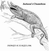 Coloring Chameleon Lizard Horned Jackson Jacksons Designlooter Basilisk 53kb 720px 8kb Comments sketch template