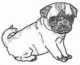 Coloring Pug Puppy Dog Popular sketch template