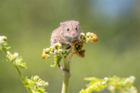 steve laycock photography harvest mice harvest mouse