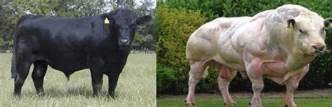 an angus bull and a belgian blue bull the belgian blue is a result of a myostatin deficiency