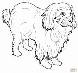 Newfoundland Coloring Dog Pages Super Printable Getcolorings Visit sketch template