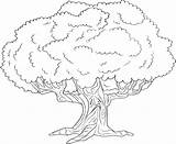 Pages Coloring Tree Redwood Getcolorings Trees sketch template